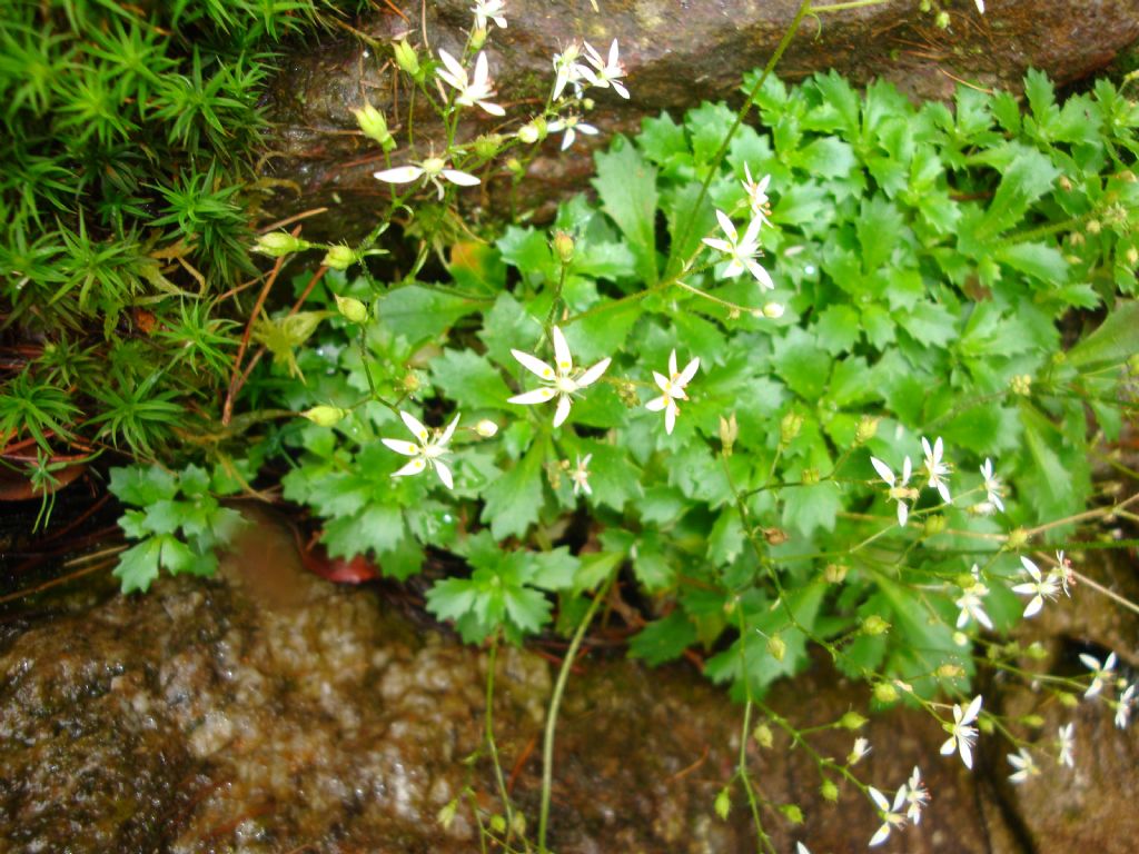 Saxifraga stellaris